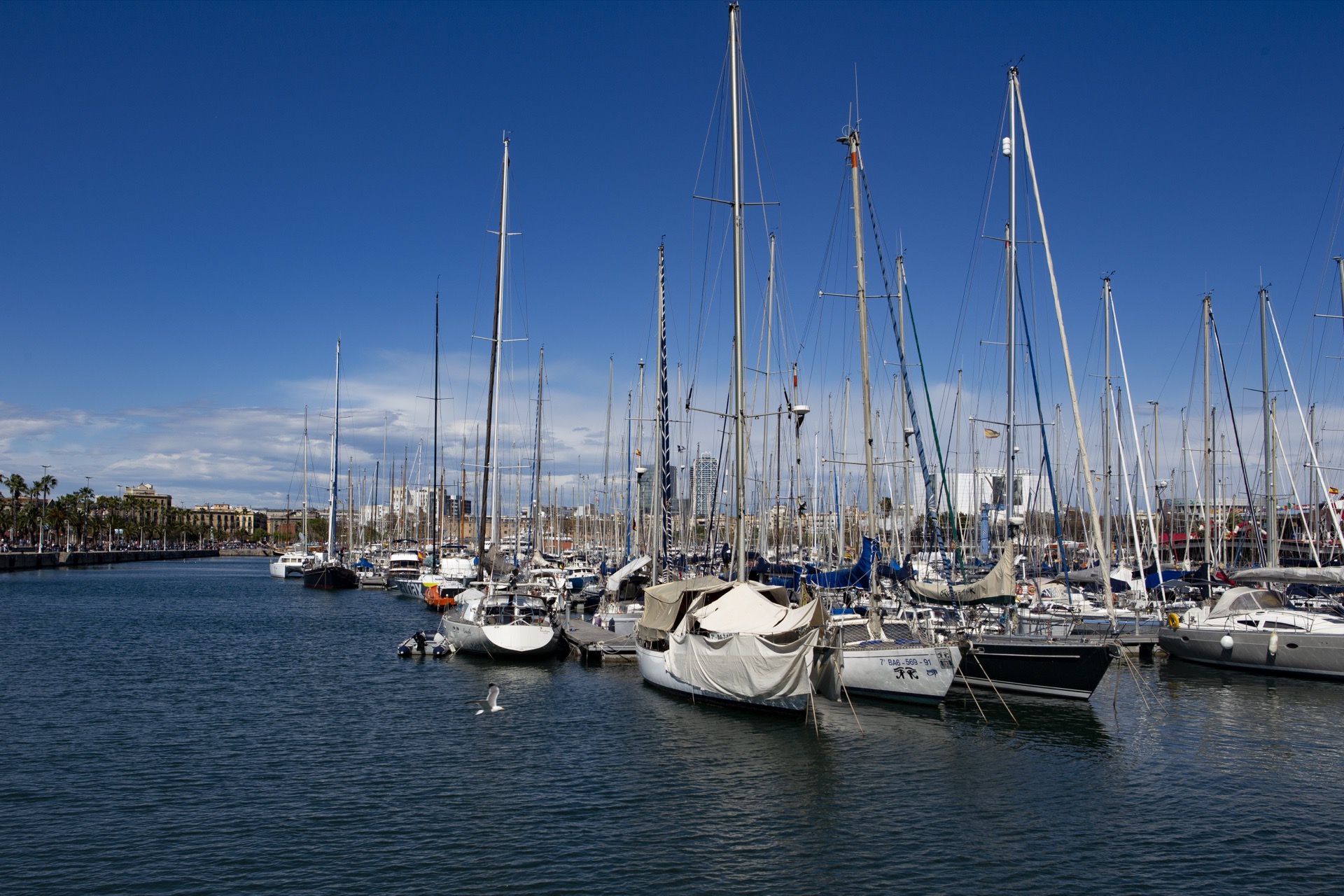 Segelbåtar med höga master i en hamn under klarblå himmel